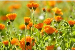 Weleda Baby Calendula Weer & Windbalsem -Babyproducten 1200x825 5